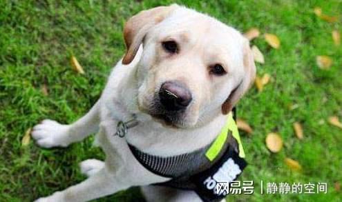 多布拉多,探索神秘世界的奇幻之旅