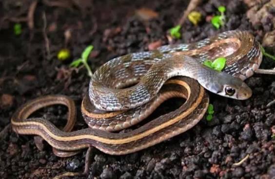 小萌蛇认我当妈别太宠,宠爱有度，共度成长时光